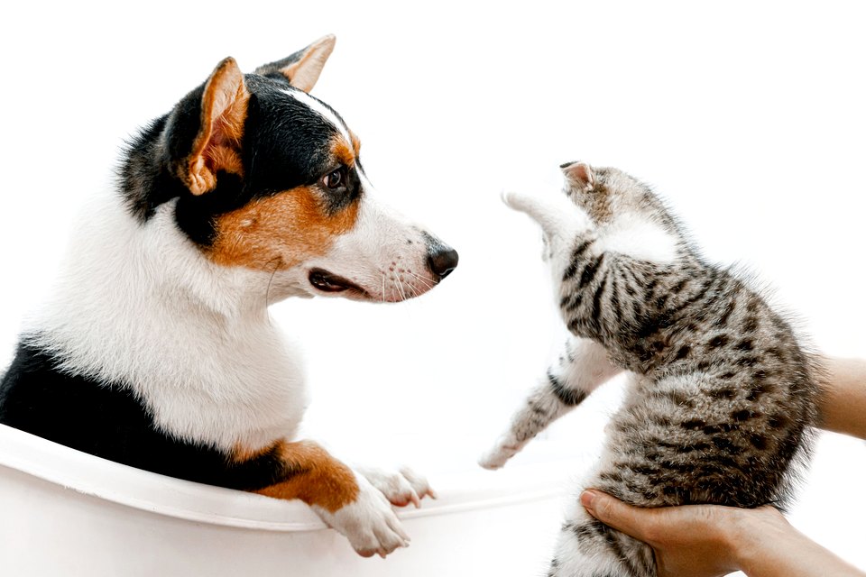 Representative marketplace photo for Cat and Dog Pet Care Bundle