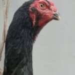 White chicks aur Black shamo chicks /Shamo AseelOh shamo | shamo egg in Lahore