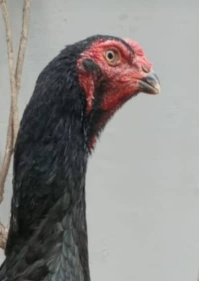 White chicks aur Black shamo chicks /Shamo AseelOh shamo | shamo egg in Lahore