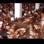 Lohman | Lohman brown | lohman eggs laying hens | 360 eggs in 1 year in Karachi