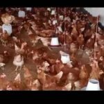 Lohman | Lohman brown | lohman eggs laying hens | 360 eggs in 1 year in Karachi