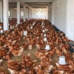 Lohman | Lohman brown | lohman eggs laying hens | 360 eggs in 1 year in Karachi