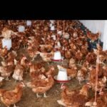 Lohman | Lohman brown | lohman eggs laying hens | 360 eggs in 1 year in Karachi