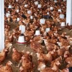 Lohman | Lohman brown | lohman eggs laying hens | 360 eggs in 1 year in Karachi
