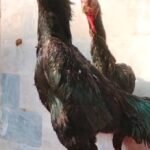White chicks aur Black shamo chicks /Shamo AseelOh shamo | shamo egg in Lahore