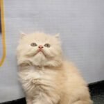 cash on delivery parshion kitten cat male female in Islamabad