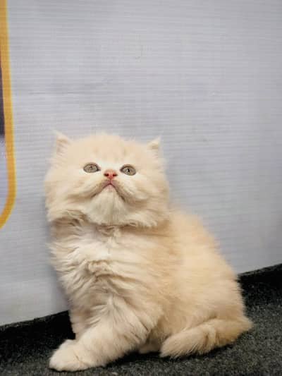 cash on delivery parshion kitten cat male female in Islamabad
