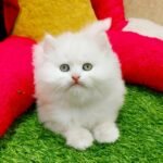 cash on delivery parshion kitten cat male female in Islamabad