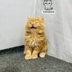 cash on delivery parshion kitten cat male female in Islamabad