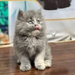 cash on delivery parshion kitten cat male female in Islamabad