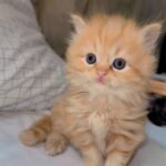 cash on delivery parshion kitten cat male female in Islamabad