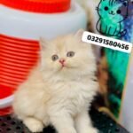cash on delivery parshion kitten cat male female in Islamabad