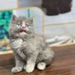 cash on delivery parshion kitten cat male female in Islamabad