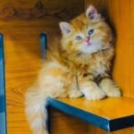 cash on delivery parshion kitten cat male female in Islamabad