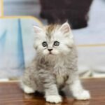 cash on delivery parshion kitten cat male female in Islamabad