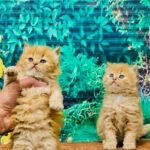 cash on delivery parshion kitten cat male female in Islamabad