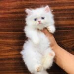 cash on delivery available Persian punch face cat kitten in Rawalpindi