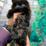 cash on delivery available Persian punch face cat kitten in Rawalpindi