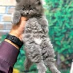 cash on delivery available Persian punch face cat kitten in Rawalpindi