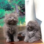 cash on delivery available Persian punch face cat kitten in Rawalpindi