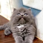 cash on delivery available Persian punch face cat kitten in Rawalpindi