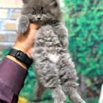 cash on delivery available Persian punch face cat kitten in Rawalpindi