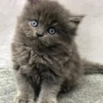 cash on delivery available Persian punch face cat kitten in Rawalpindi