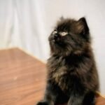 cash on delivery available Persian punch face cat kitten in Rawalpindi
