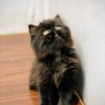 cash on delivery available Persian punch face cat kitten in Rawalpindi