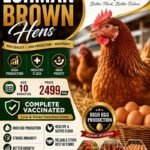 Lohman | Lohman brown | lohman eggs laying hens | 360 eggs in 1 year in Karachi