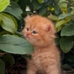 cash on delivery available Persian punch face cat kitten in Rawalpindi
