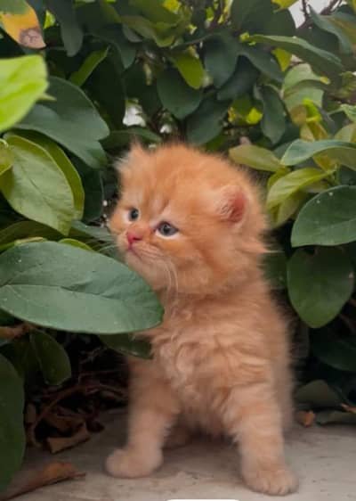 cash on delivery available Persian punch face cat kitten in Rawalpindi