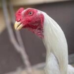 White chicks aur Black shamo chicks /Shamo AseelOh shamo | shamo egg in Lahore