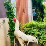 White chicks aur Black shamo chicks /Shamo AseelOh shamo | shamo egg in Lahore