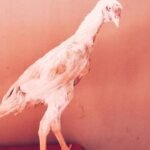 White chicks aur Black shamo chicks /Shamo AseelOh shamo | shamo egg in Lahore