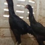 White chicks aur Black shamo chicks /Shamo AseelOh shamo | shamo egg in Lahore