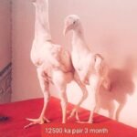 White chicks aur Black shamo chicks /Shamo AseelOh shamo | shamo egg in Lahore