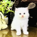 Persian Kittens | Triple Coated | Fluffy Kittens | For Sale | COD Ava in Lahore