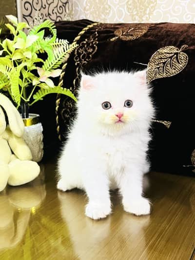 Persian Kittens | Triple Coated | Fluffy Kittens | For Sale | COD Ava in Lahore