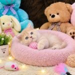 Persian Kittens | Triple Coated | Fluffy Kittens | For Sale | COD Ava in Lahore